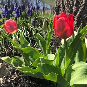 ☀️☀️☀️☀️OPEN☀️☀️☀️☀️ Offers and bundles  welcome!